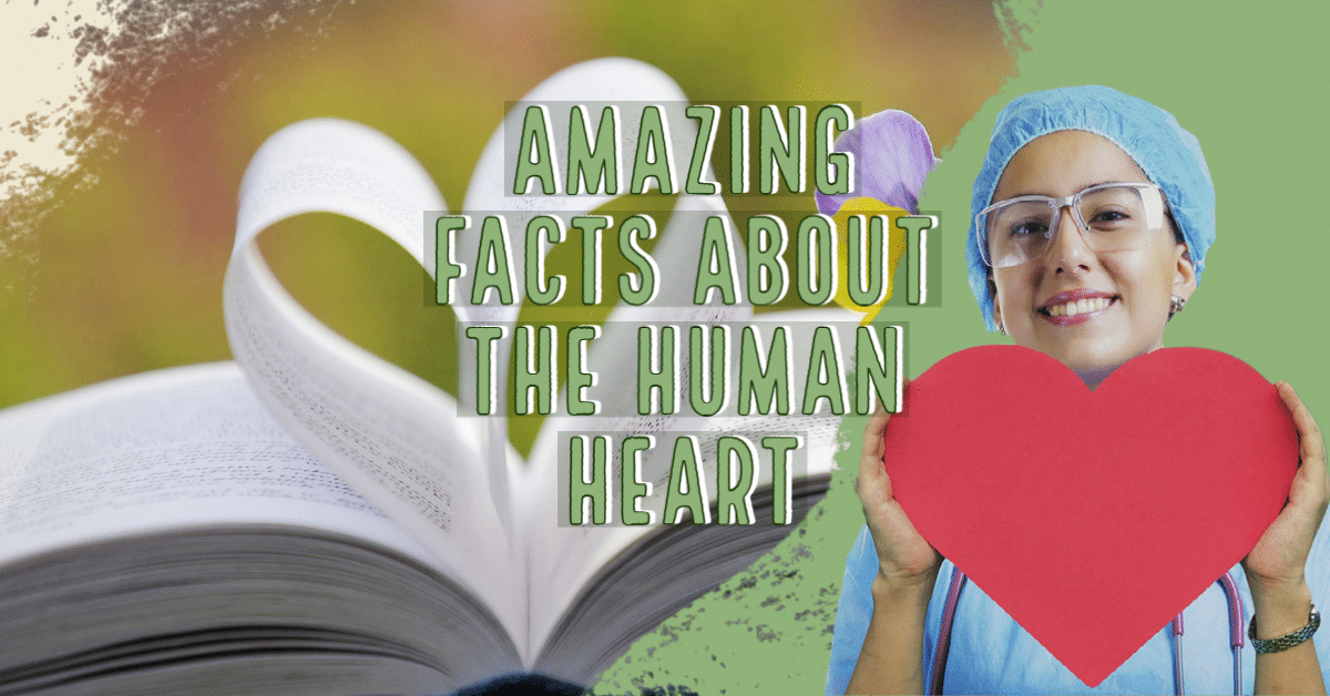Amazing Facts About the Human Heart